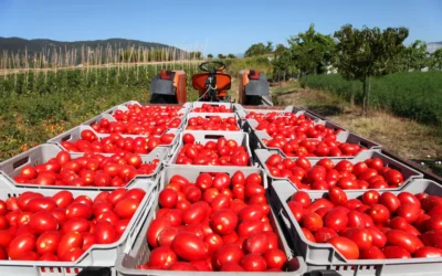 México mantendrá exportación de jitomate pese a amenazas de aranceles