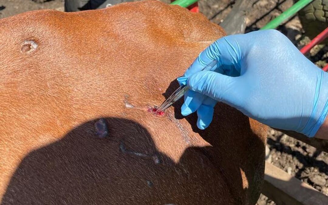 EE.UU. suspende importación de ganado mexicano por gusano de los cuernos